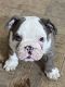 English Bulldog Puppies for sale in Steubenville, OH, USA. price: NA