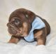 English Bulldog Puppies for sale in San Francisco, CA, USA. price: $800