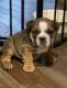 English Bulldog Puppies for sale in St Regis, MT 59866, USA. price: $3,500