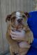 English Bulldog Puppies for sale in Highland, CA, USA. price: $2,800