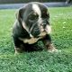 English Bulldog Puppies for sale in Modesto, CA, USA. price: $3,500