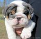 English Bulldog Puppies for sale in Houston, TX, USA. price: $500