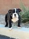 English Bulldog Puppies for sale in Las Vegas, NV, USA. price: $2,000