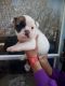 English Bulldog Puppies for sale in Four Oaks, NC 27524, USA. price: $1,200