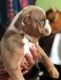 English Bulldog Puppies for sale in San Antonio, TX, USA. price: $1,400