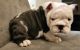 English Bulldog Puppies for sale in Palmdale, CA, USA. price: $2,300