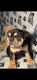 English Bulldog Puppies for sale in Waldorf, MD, USA. price: NA