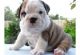 English Bulldog Puppies for sale in Florida's Turnpike, Orlando, FL, USA. price: NA