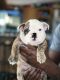 English Bulldog Puppies for sale in Greenville, SC, USA. price: $3,000