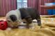 English Bulldog Puppies for sale in Florida St, San Francisco, CA, USA. price: $270