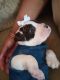 English Bulldog Puppies for sale in Roanoke, VA, USA. price: $1,500