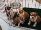 English Bulldog Puppies for sale in Janesville, WI, USA. price: NA