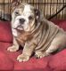English Bulldog Puppies for sale in Dallas, TX 75232, USA. price: $2,500