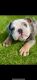 English Bulldog Puppies for sale in Somerset, Franklin Township, NJ 08873, USA. price: NA