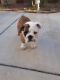 English Bulldog Puppies for sale in Brawley, CA 92227, USA. price: $1,000