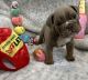 English Bulldog Puppies for sale in Houston, TX, USA. price: $2,500