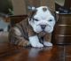 English Bulldog Puppies for sale in Greenville, NC, USA. price: NA