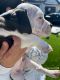 English Bulldog Puppies for sale in San Jacinto, CA, USA. price: $2,500