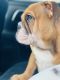 English Bulldog Puppies for sale in Selma, CA 93662, USA. price: NA
