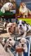English Bulldog Puppies for sale in Dallas, TX, USA. price: $2,500