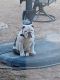 English Bulldog Puppies for sale in Yuma, AZ, USA. price: NA