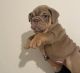 English Bulldog Puppies for sale in 3611 Brockton Rd, Jefferson, GA 30549, USA. price: NA