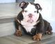 English Bulldog Puppies for sale in Boca Raton, FL, USA. price: $5,000