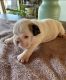 English Bulldog Puppies for sale in Maiden Rock, WI 54750, USA. price: NA