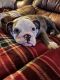English Bulldog Puppies for sale in Steubenville, OH, USA. price: $2,200