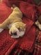 English Bulldog Puppies for sale in Steubenville, OH, USA. price: $1,800