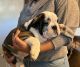 English Bulldog Puppies for sale in Mesa, AZ, USA. price: $250,000