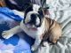 English Bulldog Puppies for sale in Twinsburg, OH 44087, USA. price: NA