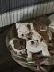 English Bulldog Puppies for sale in Hudson, FL 34667, USA. price: $2,500