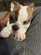 English Bulldog Puppies for sale in 5802 Glenhurst Dr, Houston, TX 77033, USA. price: NA