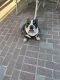 English Bulldog Puppies for sale in Tulare, CA 93274, USA. price: $2,600