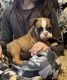 English Bulldog Puppies for sale in El Paso, TX 79925, USA. price: NA