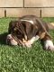 English Bulldog Puppies for sale in Apple Valley, CA, USA. price: NA
