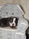 English Bulldog Puppies for sale in Meriden, CT, USA. price: $3,000