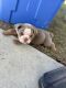 English Bulldog Puppies for sale in North Charleston, SC 29405, USA. price: NA