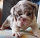 English Bulldog Puppies for sale in Greeley, CO, USA. price: NA