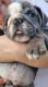 English Bulldog Puppies for sale in Scottsbluff, NE 69361, USA. price: NA