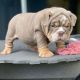 English Bulldog Puppies for sale in Dallas, TX 75247, USA. price: $600