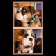 English Bulldog Puppies for sale in Searsmont, ME 04973, USA. price: NA