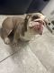 English Bulldog Puppies for sale in Manvel, TX, USA. price: NA