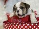 English Bulldog Puppies for sale in Houston, TX, USA. price: $2,000