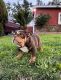 English Bulldog Puppies for sale in Torrance, CA, USA. price: NA