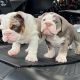 English Bulldog Puppies for sale in Ohio City, OH 45874, USA. price: $1,000