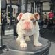 English Bulldog Puppies for sale in Ohio City, OH 45874, USA. price: NA