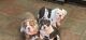 English Bulldog Puppies for sale in Decherd, TN, USA. price: NA