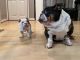English Bulldog Puppies for sale in Ohio City, OH 45874, USA. price: NA